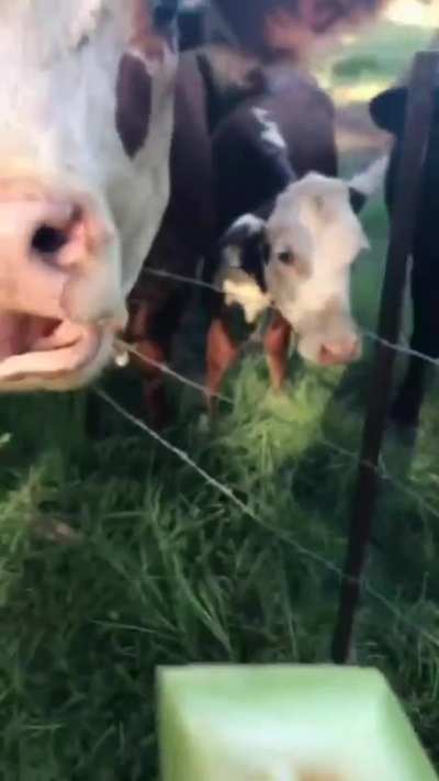 Cows love melon