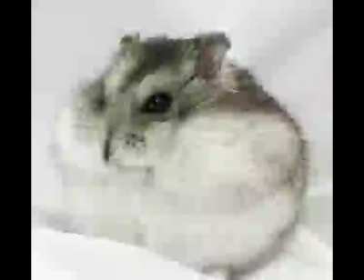 HAMSTER DIES (VERY SAD)