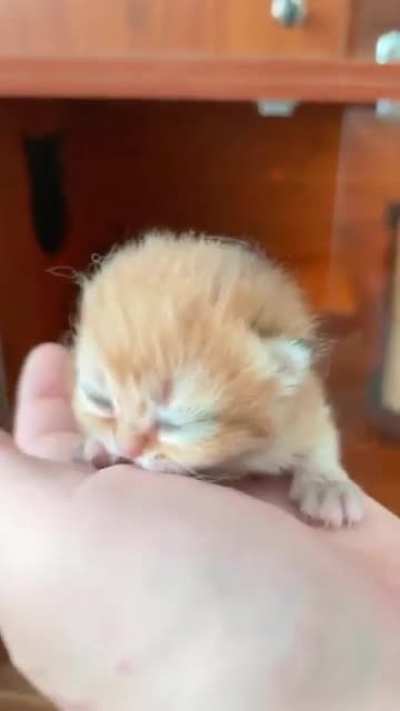 Newborn kitten