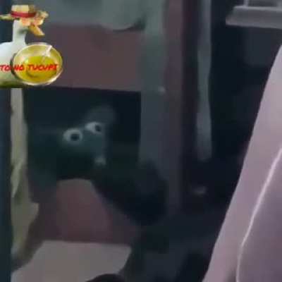 Raaapaaaz