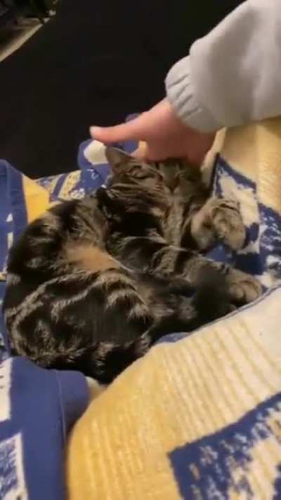 Gatito mola