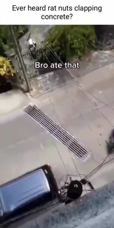 Rat