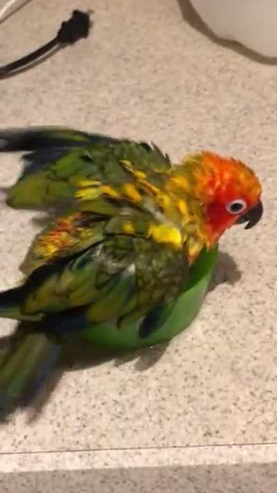 Birb baff