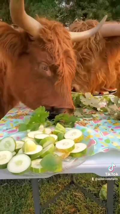 Dinner is served!