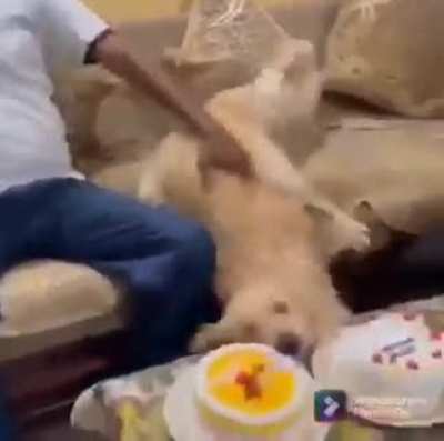 Sneeky dog