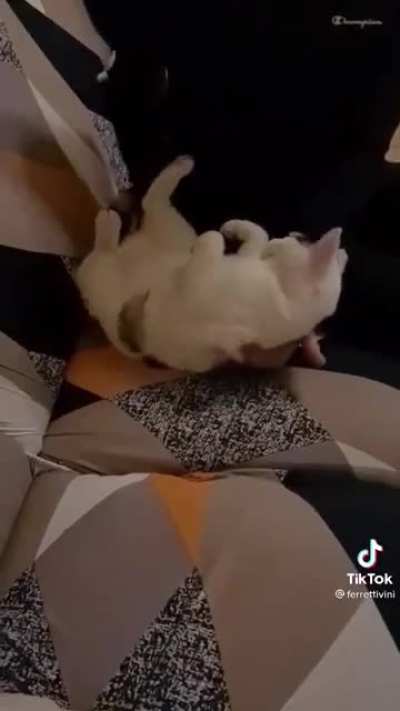 Chubby cats are the best 🐱