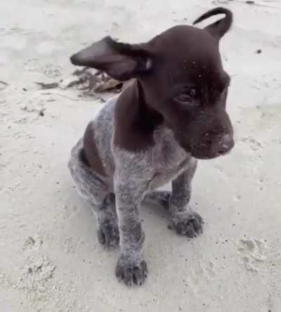 Cute puppy enjoying the breeze