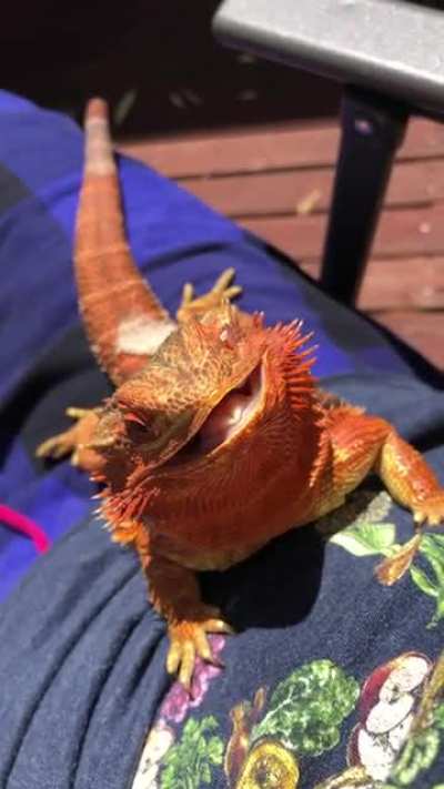 Henlo