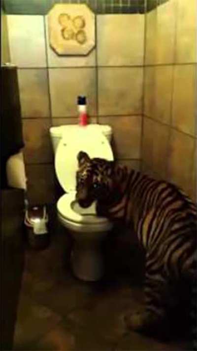Touhou Toilets #15