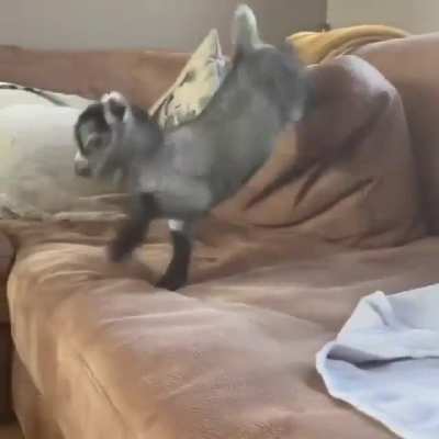 One little baby goat, bouncing on the couch