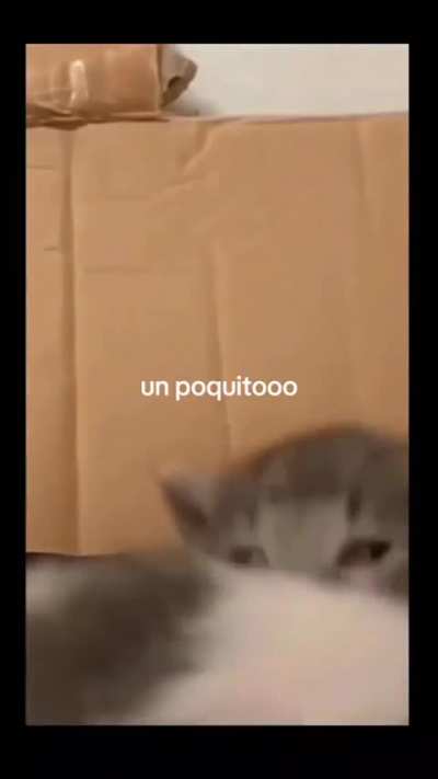 🐱
