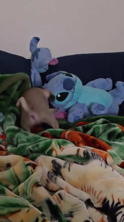 Chencho took his anger out on stitch and when he noticed me looking at him he tried to play it cool lol