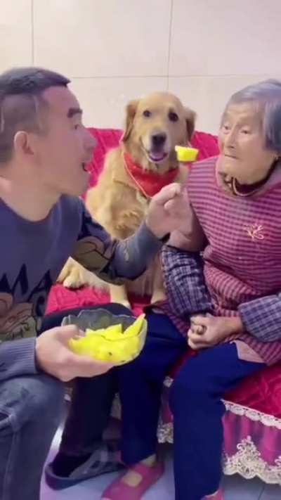 humanity of that dog!