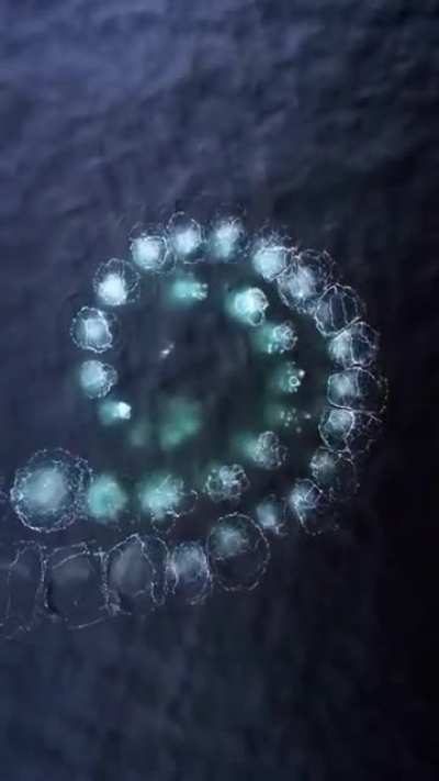 🔥 How Humpback whales corral bait fish with air bubbles using a Fibonacci sequence
