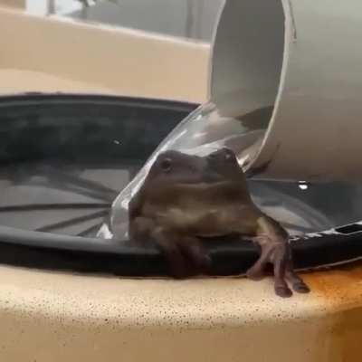 sapo