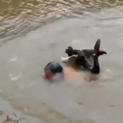 Going for a swim
