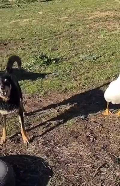 Goose barking at hooman like doge