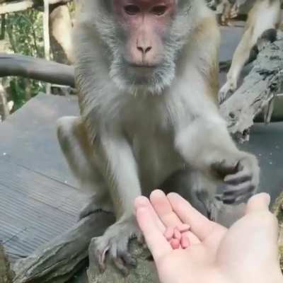 Дерзкий лысый!