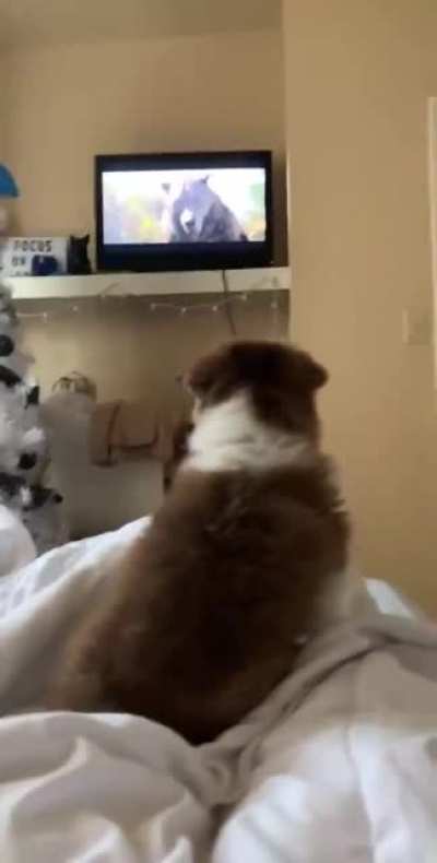 scared doggo