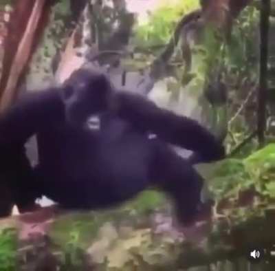 Monke fall