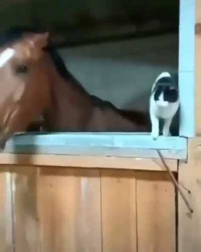 Just two animals vibing