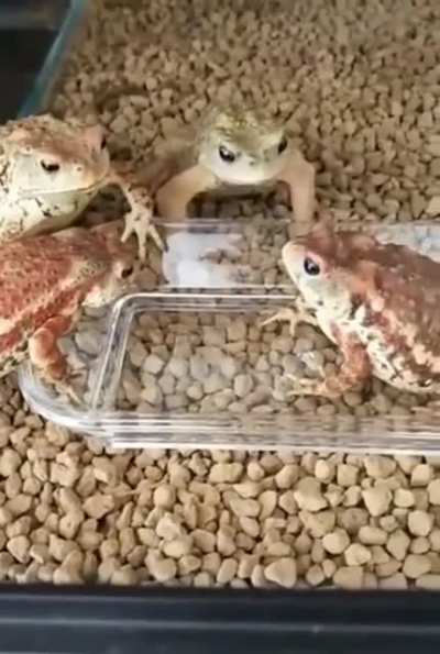 Battle of the toads.