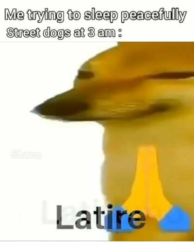 Doge at 3am
