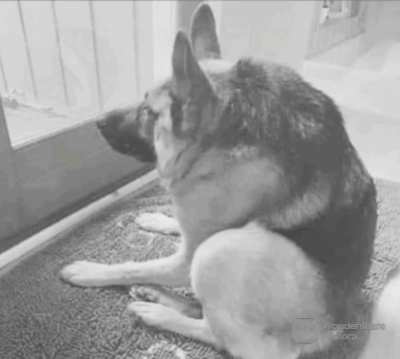 Perrito cantando
