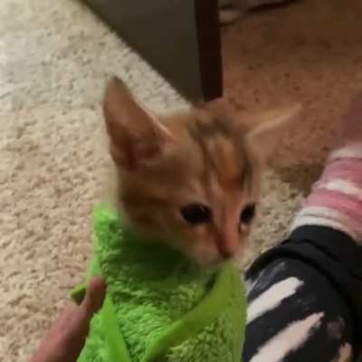 To this day, Athena can’t stand being purritoed