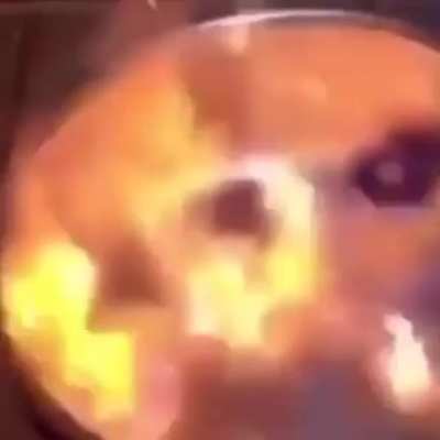 Day 42 of posting random garbage from my phone like the other redditor, multiple of 7 means video as usual