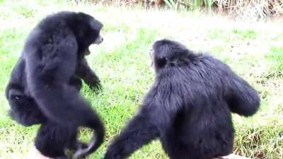 Siamang gibbon apes have inflatable necks