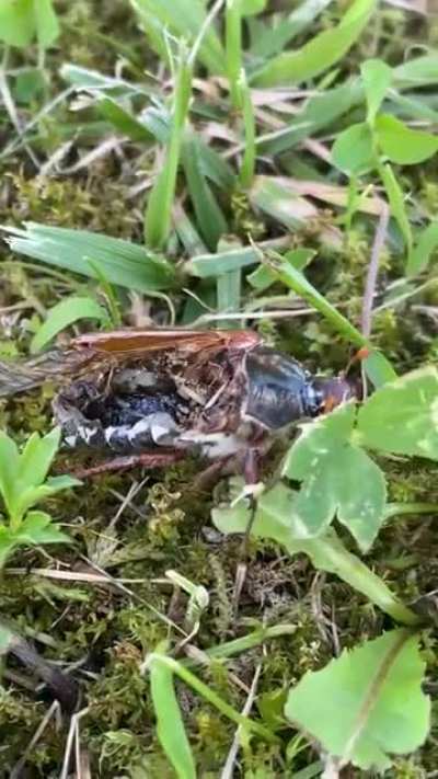This insect is 80% 