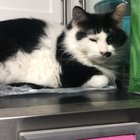Caught this asshole on top of the freezer today