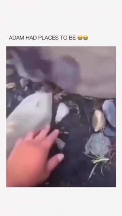 adaaaaaaaaaaam