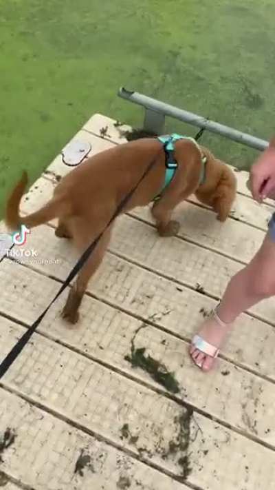 Just walking the dog