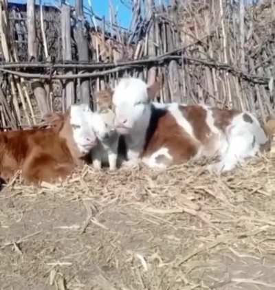 Udderly adorable