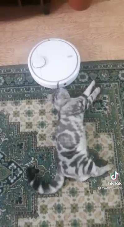 Roomba in cat massage mode