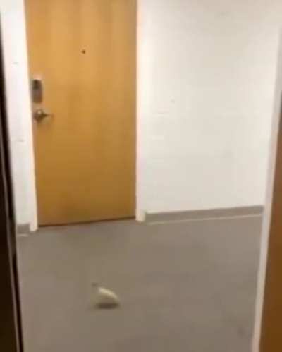 Ferocious beast found its way into a dorm