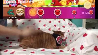meow_irl