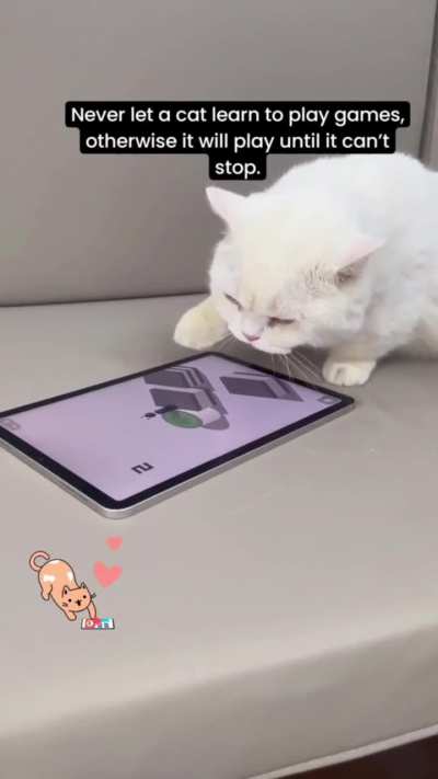 Have you ever seen a gamer cat?