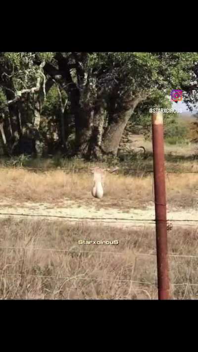 Deer God