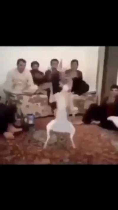 dancing deer