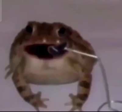 frog at the door