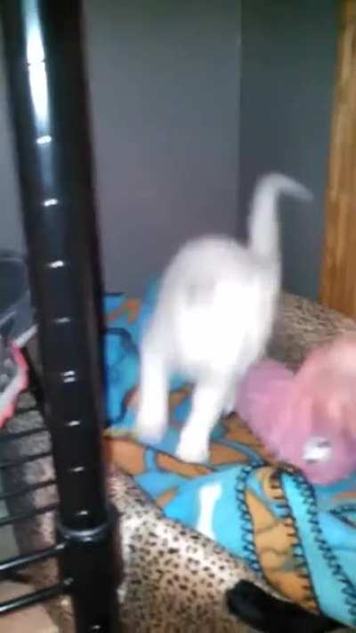The kitten lord rises