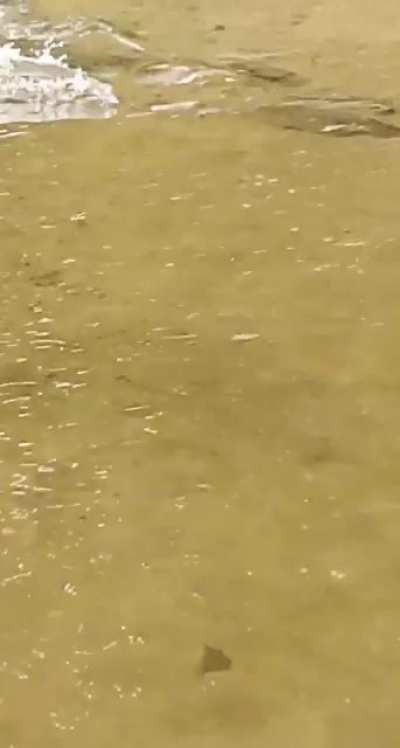 Coho salmon running upstream, WA