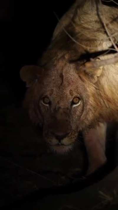 This is what it looks like what a lion is trying to determine if they can get to you before you get away