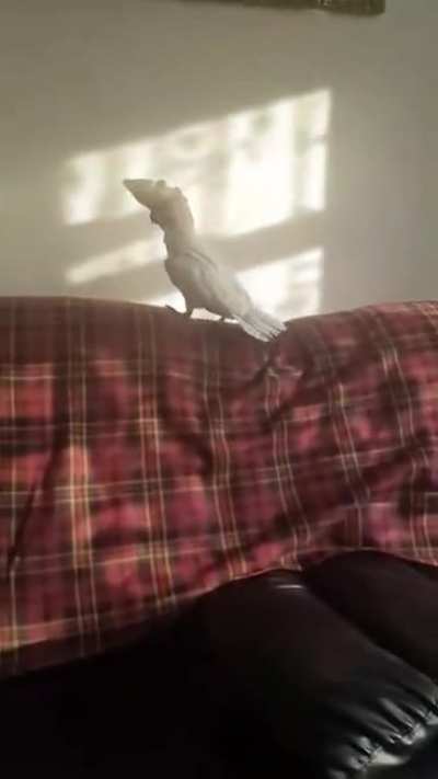 Burd