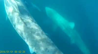 Basking Sharks off West Clare yesterday