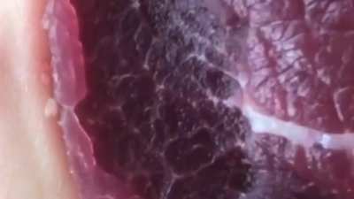 Fresh Meat Twitch