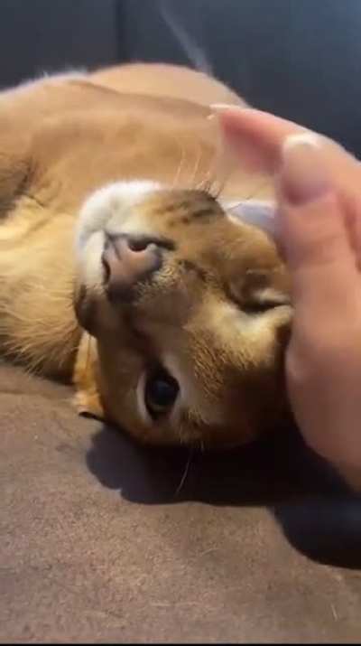 Floppa rub